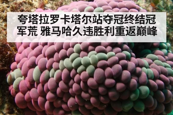 夸塔拉罗卡塔尔站夺冠终结冠军荒 雅马哈久违胜利重返巅峰